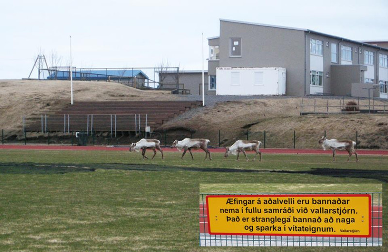 Dádýr trufluðu unglingaliðsleik