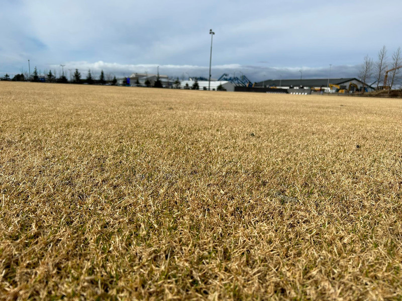 Svona leit grasið á Miðvellinum út á miðvikudag.