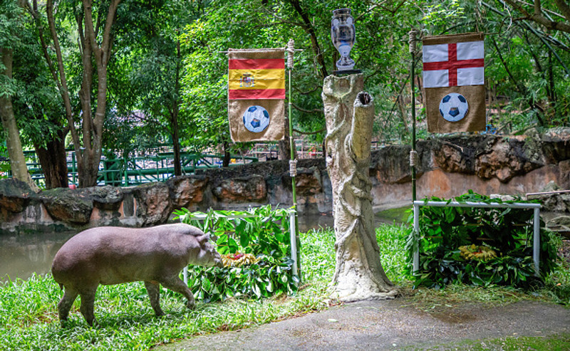 Tapírinn spáir sigri Spánar.