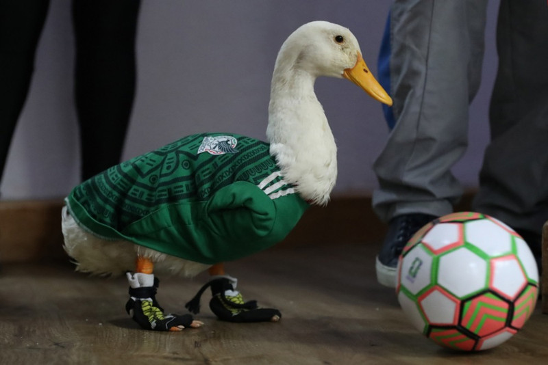 Full Kit.